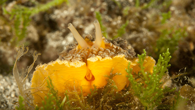 Bright yellow sea slug with long protrusions and tiny eyes