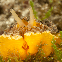 Bright yellow sea slug with long protrusions and tiny eyes