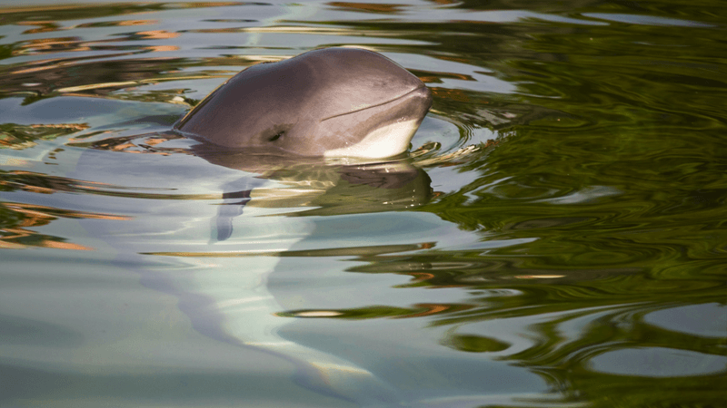 a vaquita