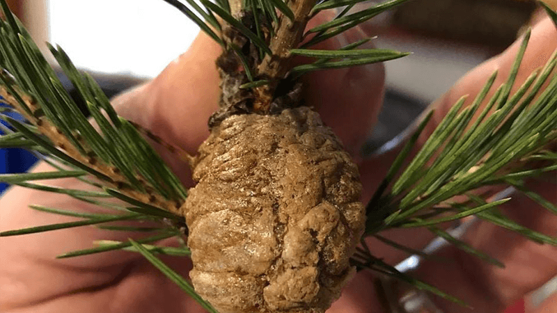 Preying mantis egg sac.