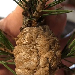 Preying mantis egg sac.