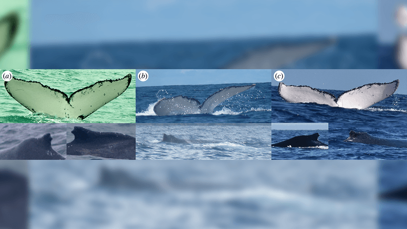 Three photographs of a whale fluke 