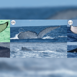 Three photographs of a whale fluke 