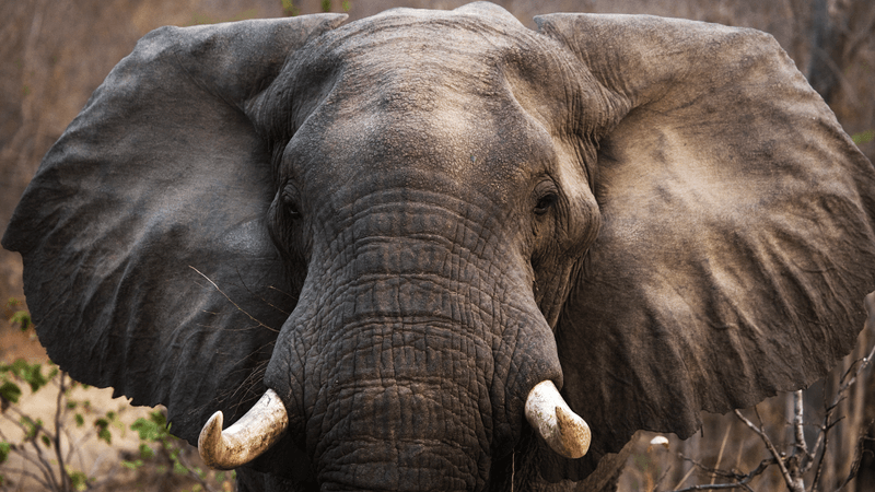 an african elephant with massive ears
