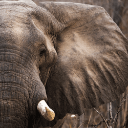 an african elephant with massive ears