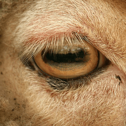 a sheep eye shows a rectangular pupil in the center