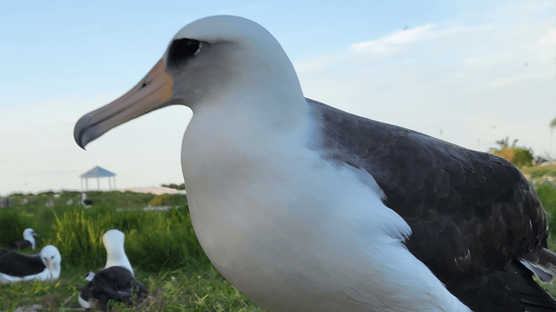 Wisdom the albatross, photographed in 2022.