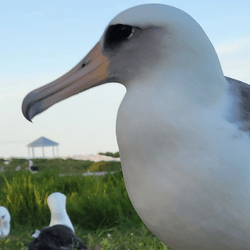 Wisdom the albatross, photographed in 2022.