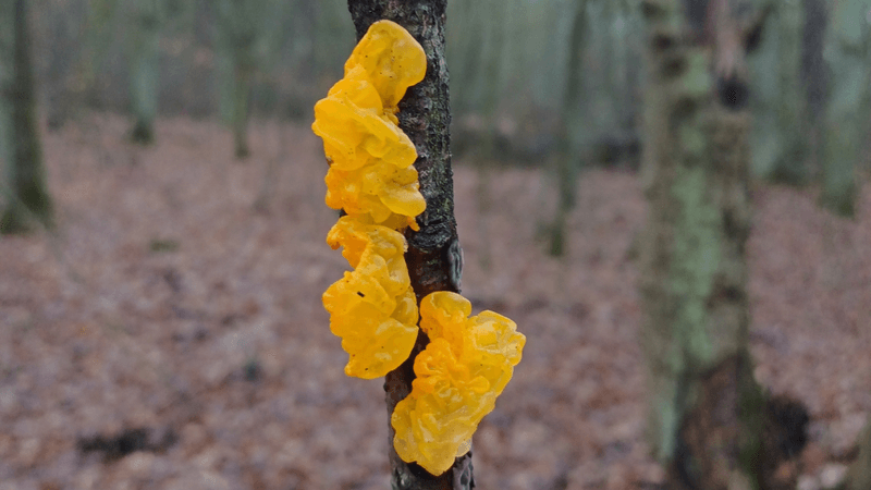 a yellow brain-looking fungus on a branch, it's witch's butter