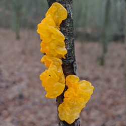 a yellow brain-looking fungus on a branch, it's witch's butter