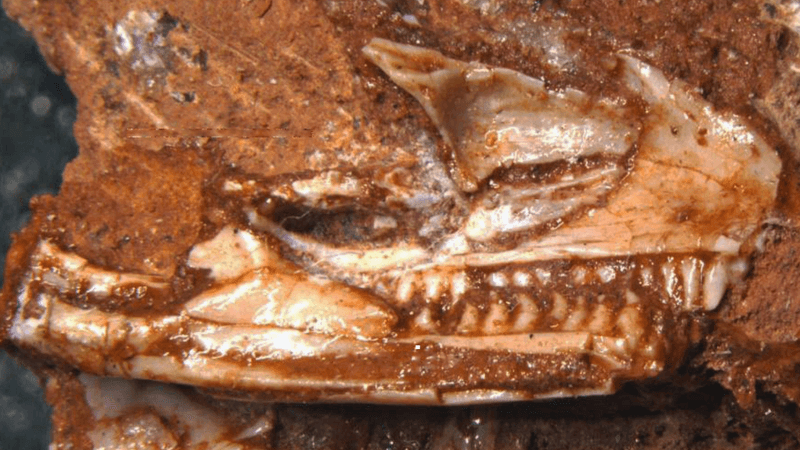 a fossil of the world's oldest lizard showing its teeth poking through rock