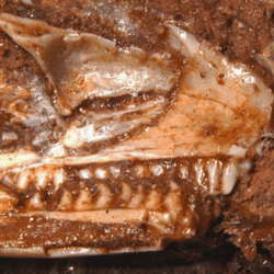 a fossil of the world's oldest lizard showing its teeth poking through rock